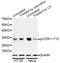 Cyclin Dependent Kinase 1 antibody, STJ22059, St John