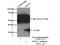 Voltage Dependent Anion Channel 1 antibody, 55259-1-AP, Proteintech Group, Immunoprecipitation image 