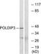 Polymerase delta-interacting protein 3 antibody, TA315908, Origene, Western Blot image 