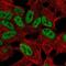 T Cell Leukemia Homeobox 2 antibody, PA5-66477, Invitrogen Antibodies, Immunofluorescence image 