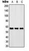 G Protein-Coupled Receptor 176 antibody, orb215050, Biorbyt, Western Blot image 