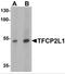 Transcription Factor CP2 Like 1 antibody, NBP2-82042, Novus Biologicals, Western Blot image 