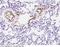 Protein C Receptor antibody, 90229-T08, Sino Biological, Immunohistochemistry paraffin image 