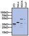 TATA-Box Binding Protein antibody, MA3-080, Invitrogen Antibodies, Western Blot image 