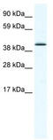 SRY-Box 7 antibody, TA342291, Origene, Western Blot image 