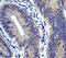 APC Regulator Of WNT Signaling Pathway antibody, ab40778, Abcam, Immunohistochemistry paraffin image 