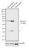 GATA Binding Protein 4 antibody, 14-9980-82, Invitrogen Antibodies, Western Blot image 