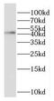 G Protein Subunit Alpha Q antibody, FNab03535, FineTest, Western Blot image 