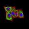 Plexin A1 antibody, NBP2-61791, Novus Biologicals, Immunofluorescence image 