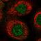 Rhophilin Rho GTPase Binding Protein 1 antibody, HPA024288, Atlas Antibodies, Immunocytochemistry image 
