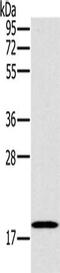 OP18 antibody, CSB-PA262218, Cusabio, Western Blot image 