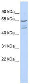 Zinc Finger Protein 415 antibody, TA345249, Origene, Western Blot image 