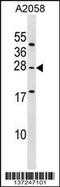 Ependymin Related 1 antibody, 59-072, ProSci, Western Blot image 