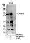 Lysine-specific demethylase 2A antibody, NB100-74602, Novus Biologicals, Western Blot image 