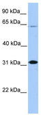 MRG-1 antibody, TA343581, Origene, Western Blot image 