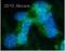 Fms Related Tyrosine Kinase 1 antibody, ab32152, Abcam, Immunofluorescence image 