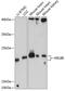 ADP-ribosylation factor-like protein 8B antibody, GTX66546, GeneTex, Western Blot image 