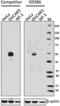 SRY-Box 17 antibody, 698501, BioLegend, Western Blot image 