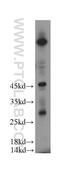 Family With Sequence Similarity 185 Member A antibody, 20911-1-AP, Proteintech Group, Western Blot image 
