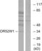 Olfactory Receptor Family 52 Subfamily W Member 1 antibody, abx015381, Abbexa, Western Blot image 
