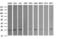 RAB21, Member RAS Oncogene Family antibody, LS-C174493, Lifespan Biosciences, Western Blot image 