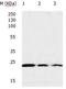 Ras antibody, orb107467, Biorbyt, Western Blot image 