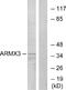 Armadillo Repeat Containing X-Linked 3 antibody, A14662-1, Boster Biological Technology, Western Blot image 
