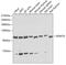 Lysine Demethylase 7A antibody, 23-484, ProSci, Western Blot image 