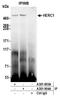 HECT And RLD Domain Containing E3 Ubiquitin Protein Ligase Family Member 1 antibody, A301-904A, Bethyl Labs, Immunoprecipitation image 
