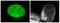 Nuclear pore glycoprotein p62 antibody, GTX00696, GeneTex, Immunofluorescence image 