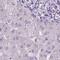 Dynein Axonemal Heavy Chain 12 antibody, NBP1-90586, Novus Biologicals, Immunohistochemistry paraffin image 