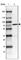 Protein arginine N-methyltransferase 2 antibody, HPA029591, Atlas Antibodies, Western Blot image 