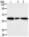 Aldo-Keto Reductase Family 1 Member A1 antibody, PA5-49731, Invitrogen Antibodies, Western Blot image 