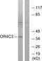 Olfactory Receptor Family 4 Subfamily C Member 3 antibody, PA5-38229, Invitrogen Antibodies, Western Blot image 