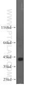 Acyl-CoA Dehydrogenase Short Chain antibody, 16623-1-AP, Proteintech Group, Western Blot image 