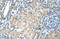 Solute Carrier Family 13 Member 3 antibody, orb330179, Biorbyt, Immunohistochemistry paraffin image 