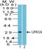 Uroplakin 3A antibody, GTX35157, GeneTex, Western Blot image 
