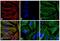 Mouse IgG (H+L) antibody, A-31570, Invitrogen Antibodies, Immunofluorescence image 