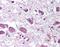 Hypocretin Neuropeptide Precursor antibody, orb86454, Biorbyt, Immunohistochemistry paraffin image 
