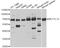 Methyltransferase Like 14 antibody, STJ111272, St John