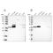 Acyl-CoA Thioesterase 7 antibody, PA5-55254, Invitrogen Antibodies, Western Blot image 