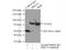 Protein Kinase C Gamma antibody, 14364-1-AP, Proteintech Group, Immunoprecipitation image 