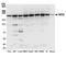 Bromodomain Containing 4 antibody, A301-985A100, Bethyl Labs, Western Blot image 
