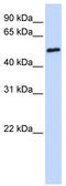 Fc Receptor Like 4 antibody, TA339577, Origene, Western Blot image 