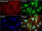 Formimidoyltransferase-cyclodeaminase antibody, LS-C796777, Lifespan Biosciences, Immunofluorescence image 