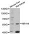 Nuclear Receptor Subfamily 1 Group H Member 4 antibody, LS-C747859, Lifespan Biosciences, Western Blot image 