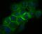 Galectin 8 antibody, A05584-1, Boster Biological Technology, Immunocytochemistry image 