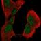 Crystallin Beta B2 antibody, HPA043749, Atlas Antibodies, Immunofluorescence image 