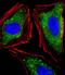 Integrin Subunit Alpha 7 antibody, M03267, Boster Biological Technology, Immunofluorescence image 