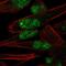 PNMA Family Member 8A antibody, HPA012956, Atlas Antibodies, Immunofluorescence image 